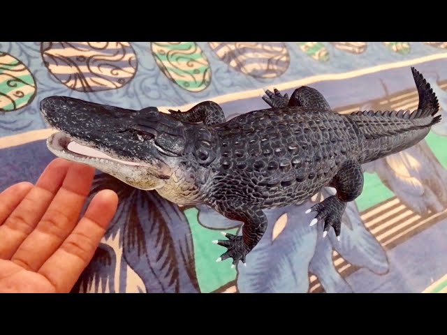 Crocodile AR || Google 3D Animals