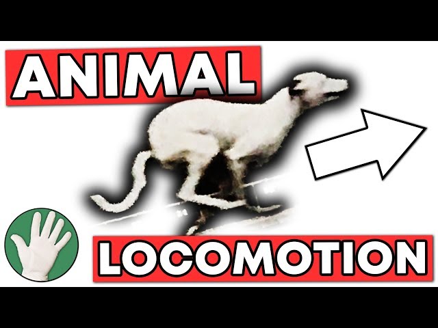 Animal Locomotion - Objectivity 137