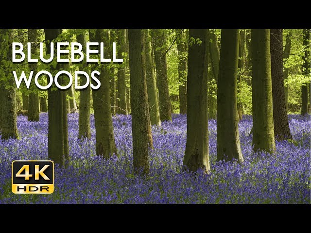 4K HDR Bluebell Woods - English Forest - Birds Singing - No Loop - Relaxing Nature Video & Sounds