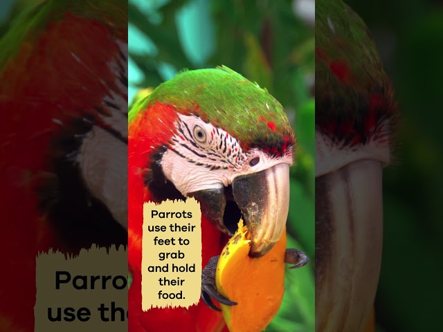 Parrots for Kids | #shorts