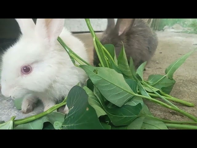 little rabbitCome on, accompany me to eat vegetables, guys