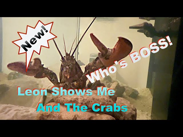 Leon Shows Me & The Crabs Who's Boss