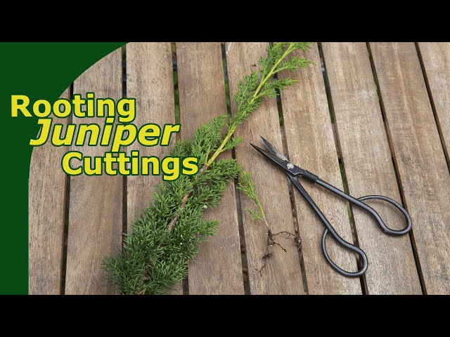 Rooting Juniper Cuttings!