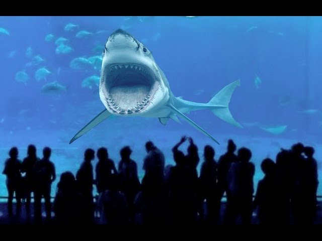 Warum der Weiße Hai in keinem Zoo der Welt existiert