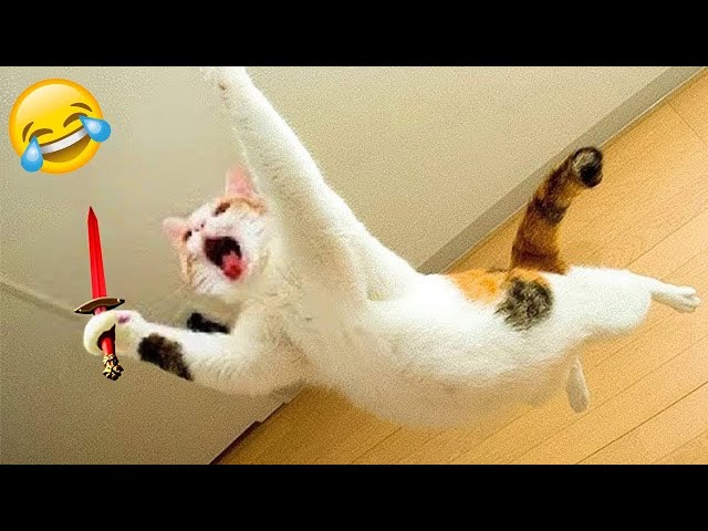 Funniest Animals 🤣 New Funny Cats and Dogs Videos 😹🐶 Part 21
