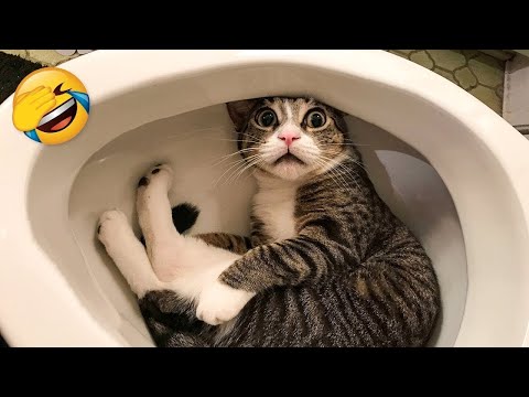 śmieszne Koty - Life Funny Pets