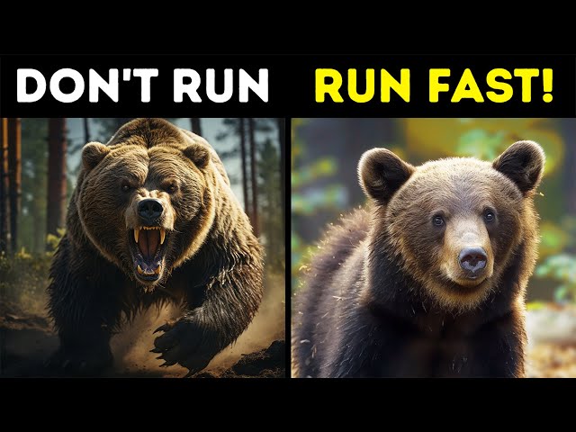 What to Do If You See a Bear in the Wild | Survival Guide