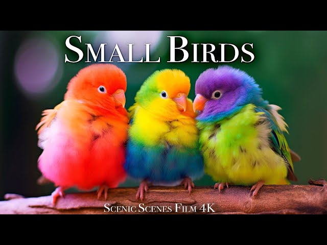 Small Birds with Names and Sounds 4K | Scenic Relaxation Film
