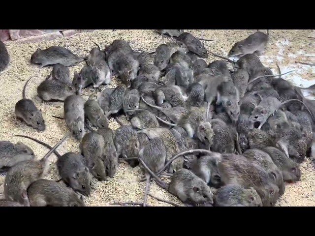 Những điều cần biết khi nuôi chuột đồng /mô hình nuôi chuột đồng hiệu quả