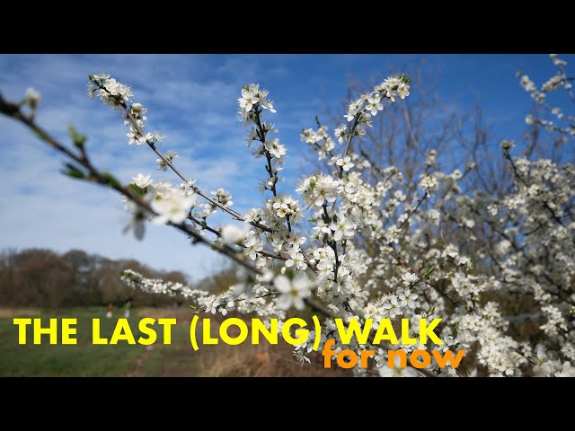 Last Walk before the Lockdown | Epping Forest - River Roding (4K)