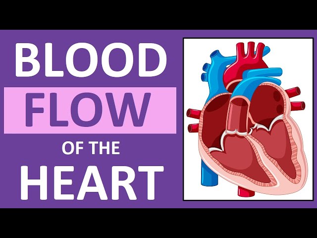 Blood Flow Through the Heart | Heart Anatomy and Physiology NCLEX
