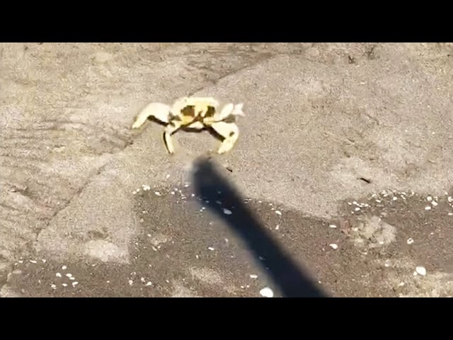 Crab Fights Man's Shadow