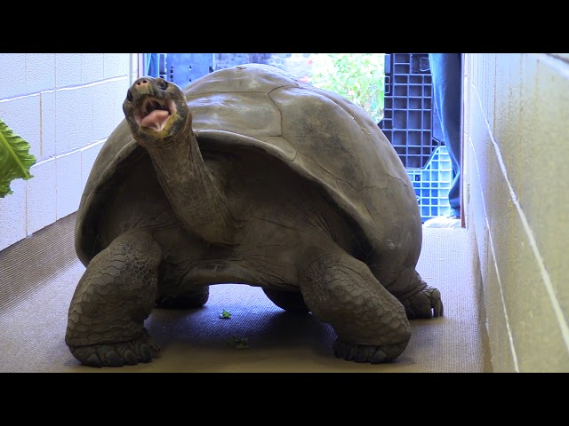 Meet Abrazzo the Galapagos Tortoise