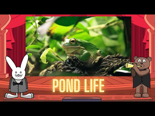 Classical Baby: Pond Life by Oxbridge Baby
