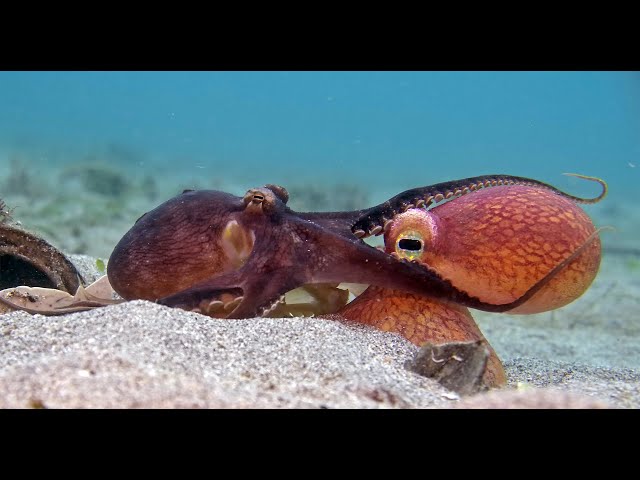 Robotic Spy Octopus Lends a Helping Tentacle