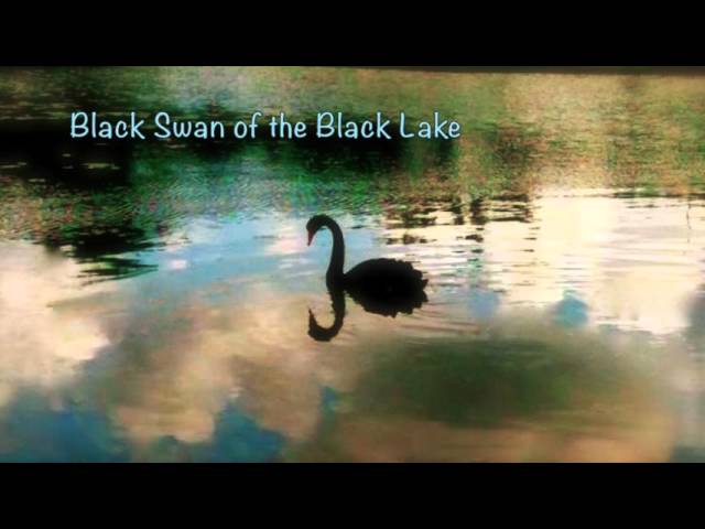 Black Swan of the Black Lake (reflective piano)
