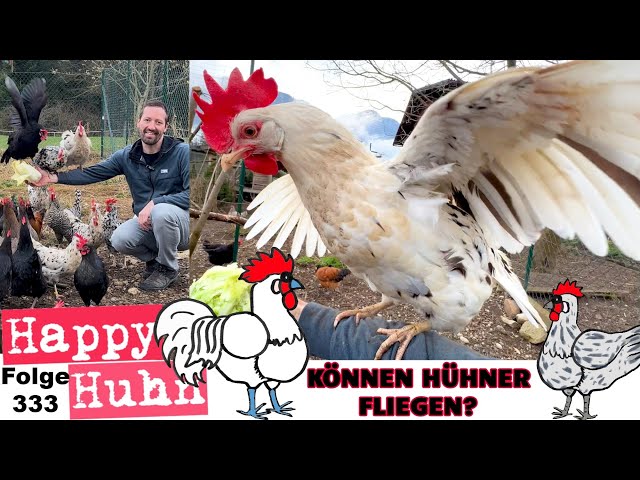 Können Hühner fliegen? Wie gut fliegen Hühner? Die Flugfähigkeit beim Haushuhn - Happy Huhn E333