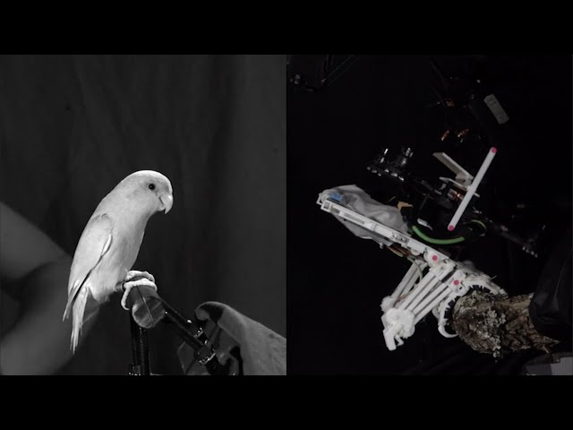Stanford engineers create perching bird-like robot