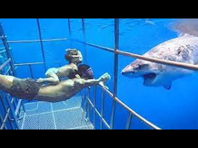 Funniest Moments Baby Meet Animals #2 - Baby Shark Doo Doo