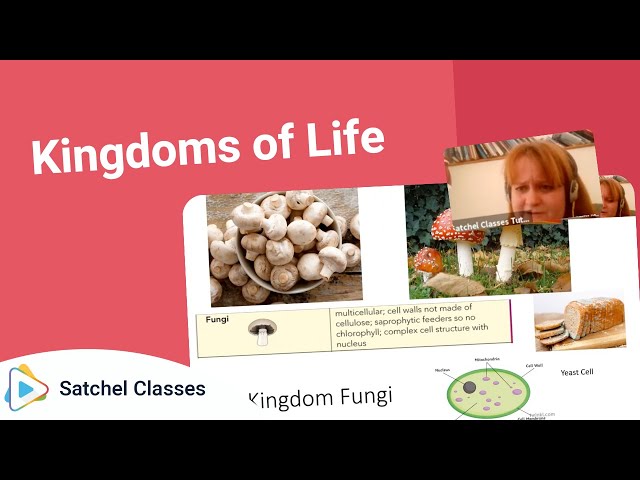 Kingdoms of Life | Science | Satchel Classes