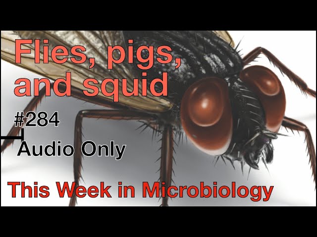 TWiM 284: Flies, pigs, and squid
