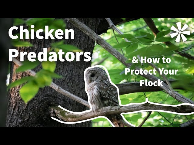 Chicken PREDATORS 🦅: How To Protect Your Chicken Flock