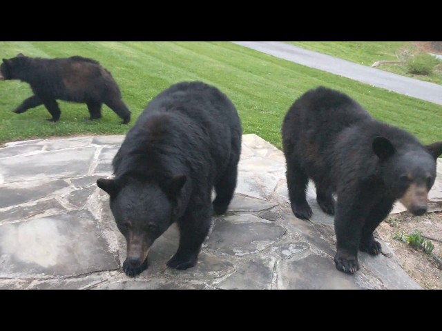 The Bear Family paid us their first visit this year