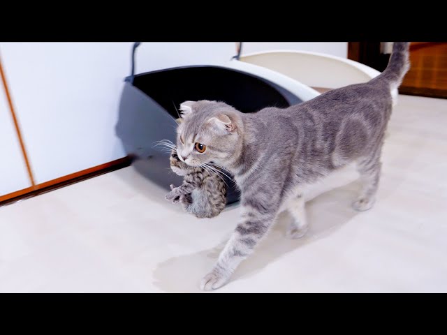 A mother cat moves into her father's room with a kitten in her mouth.