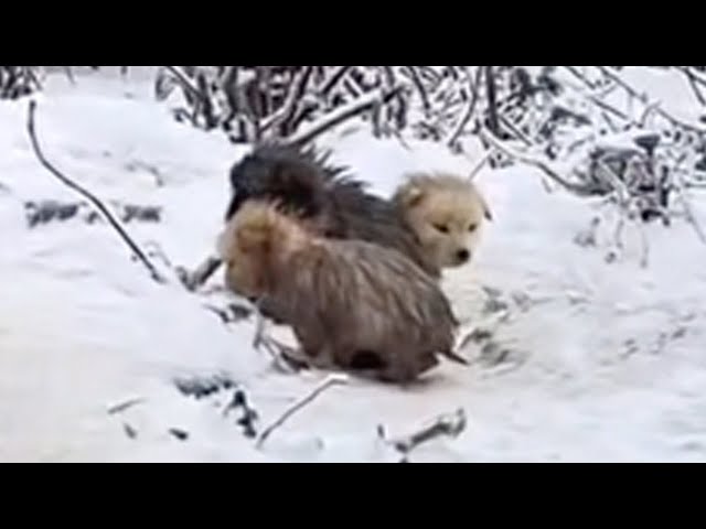 In the snowstorm, puppies with wet fur trembled and cried loudly calling for their mothers