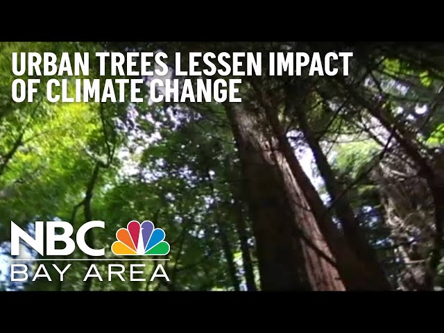 Urban Trees Lessen Impacts of Climate Change