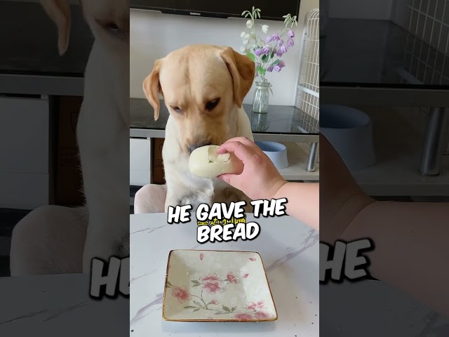 Dog Doesn't Fall For The Trick 😂