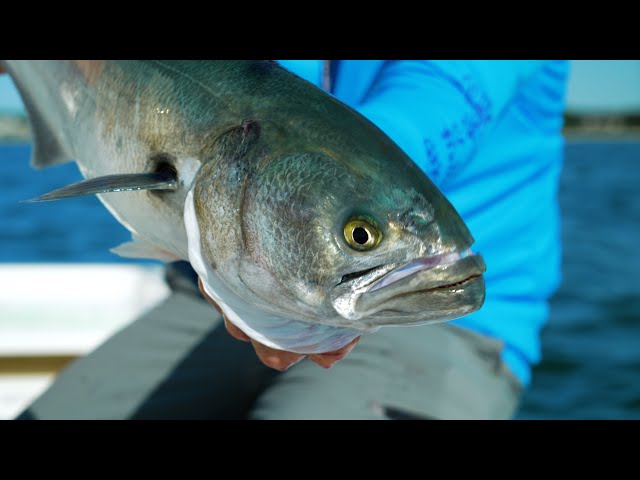 Bluefish on the Flats | Cape Cod, MA | S20 E06