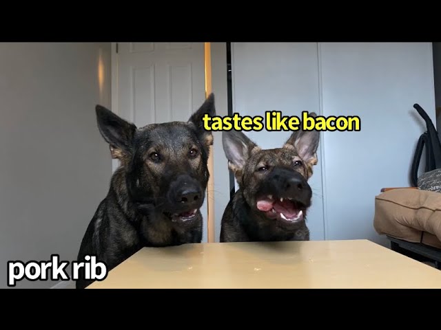 Dog & Puppy Review 100% Raw Meats [ASMR]