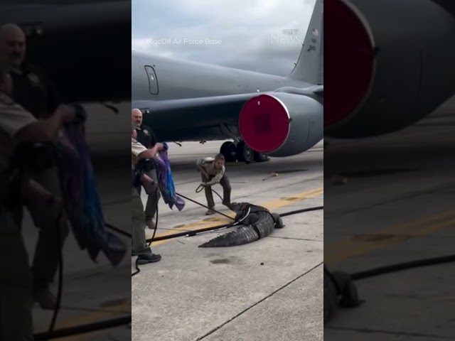 Gator wrangled at Florida airbase