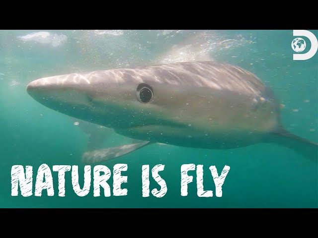 Shark Tagging in Montauk | Nature is Fly