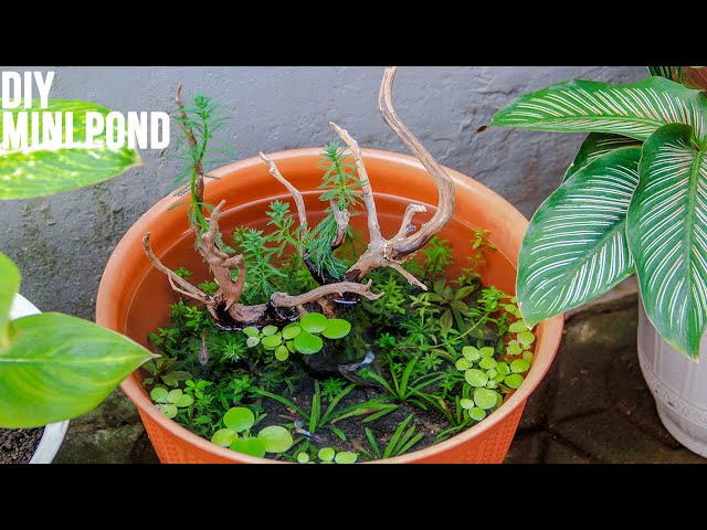 Simple DIY Mini Pond for Guppies | Patio Pond | No Filter