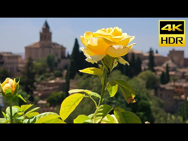 Blooms of Alhambra: A Summer Symphony in HDR10+ // 4K Ultra HD Sample Footage HDR 10