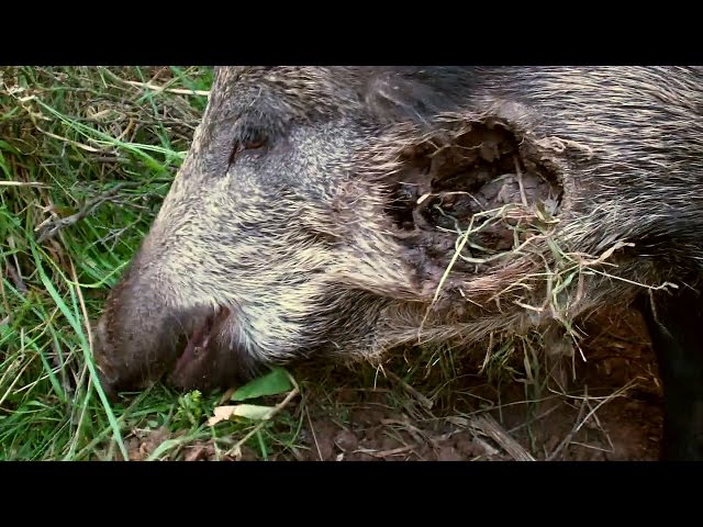 Injured wild boar