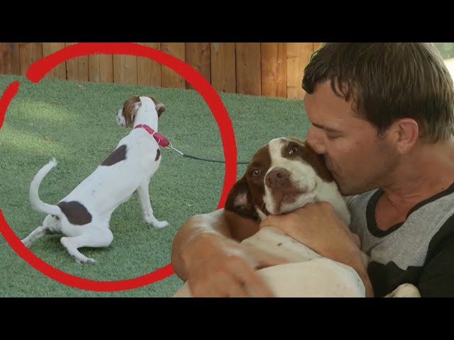 How to Teach a Dog to Pee Outside | Lucky Dog