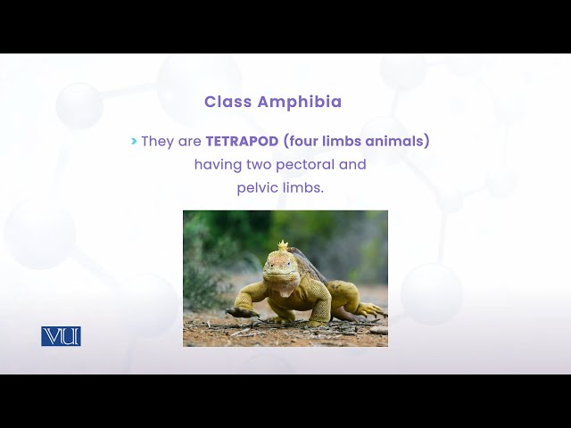 Study of Amphibians | Animal Diversity: Chordates (Practical) | ZOO513P_Topic005