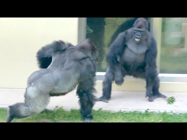 Son gorilla overwhelmed by the power of the silverback｜Shabani Group