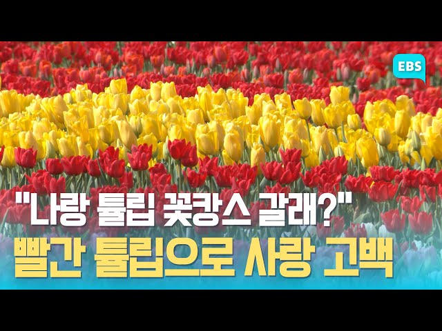 “축구장 5배 면적에 튤립 260만 송이” 2024 태안 세계튤립꽃박람회 4월 10일 개막 / EBS고향사랑뉴스