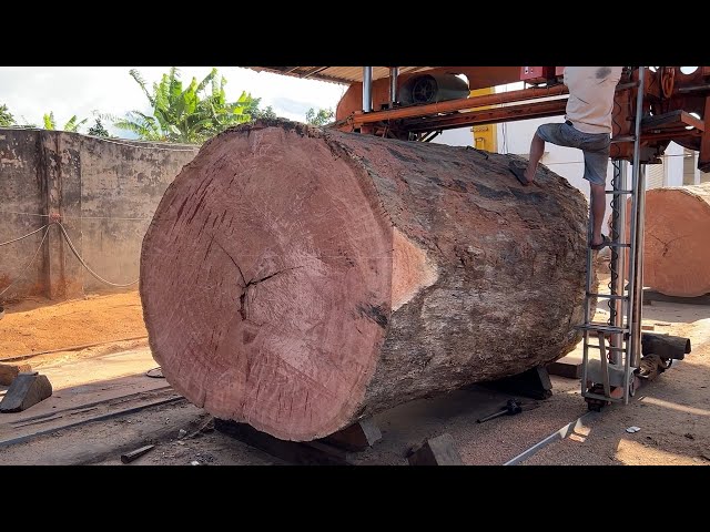 "Big Wood Tree" Extreme Wood Cutting Sawmill Machines Working / Giant Wood Saw Thousand Years Old