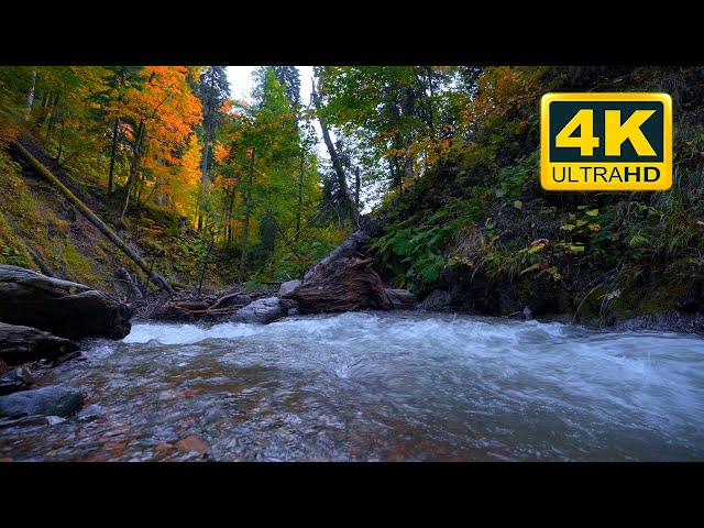 🌲 Forest Stream Nature Sounds (12 HOURS). Mountain River with Birdsong & Nature Sounds