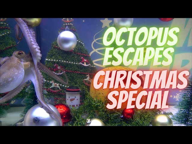Octopus Escapes - Christmas Special - Episode 5