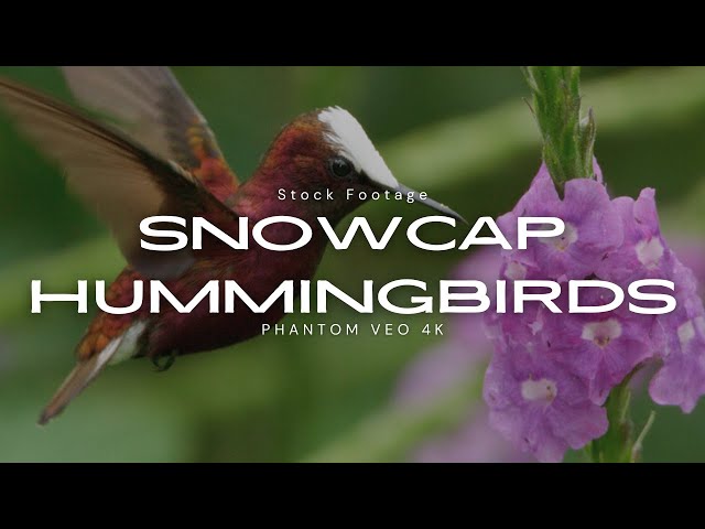 Snowcap Hummingbird & Coquettes -  Stock Footage