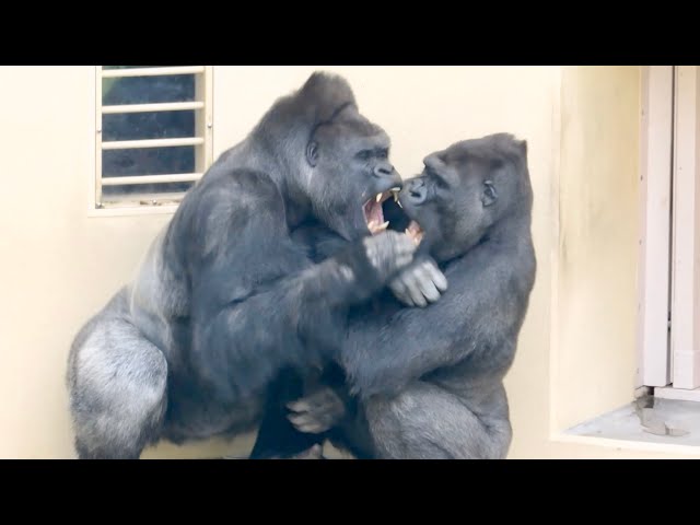 Silverback is happy to reconcile with his son.｜Shabani Group