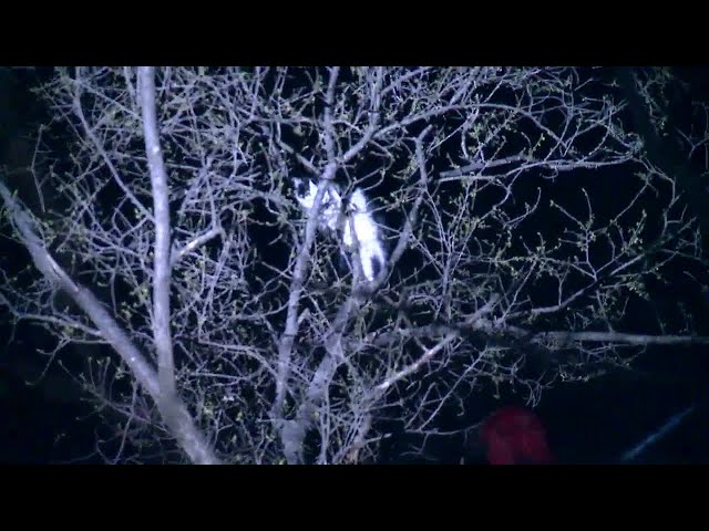 Local company rescues kitten stuck in tree near Grand Rapids
