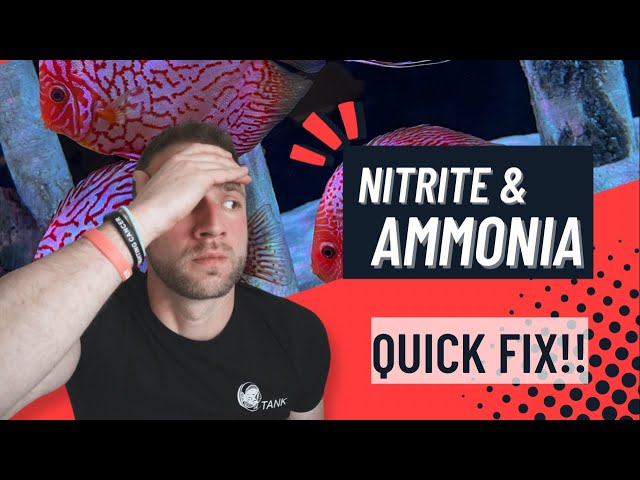 Dealing With Ammonia And Nitrite In Our Aquarium.
