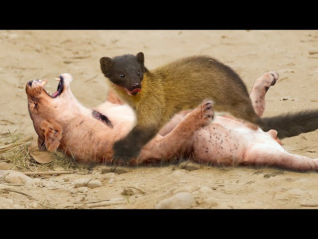 How Did This Little Animal Can Knock Out The Most Dangerous Predators? Marten Mongoose Lion Leopard